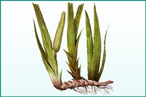 Xeralmente fortalece e aumenta a potencia calamus